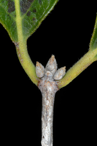 Lonicera maackii