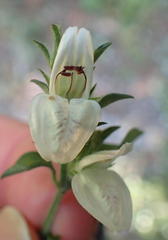 Isoglossa ciliata