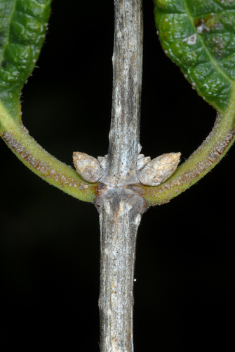 Lonicera maackii