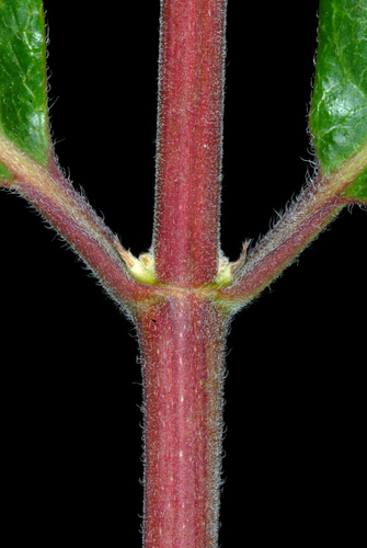 Lonicera maackii
