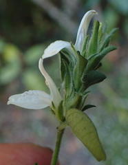 Isoglossa ciliata