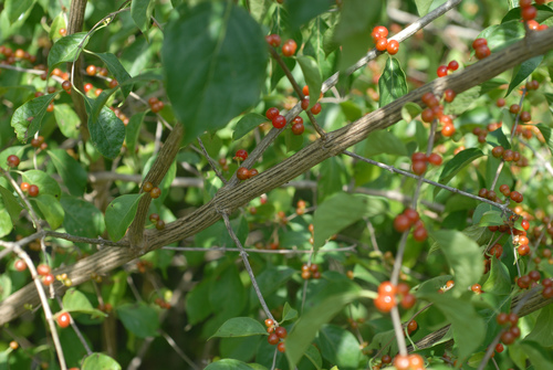 Lonicera maackii