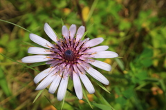 Tragopogon eriospermus