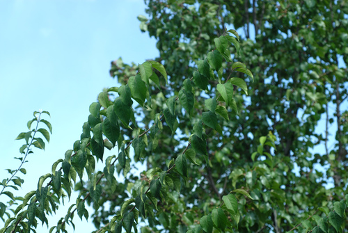 Lonicera maackii