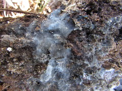 Byssocorticium pulchrum