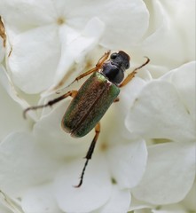 Dichelonyx elongatula