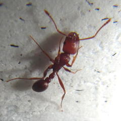 Tetramorium sericeiventre