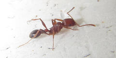 Tetramorium sericeiventre