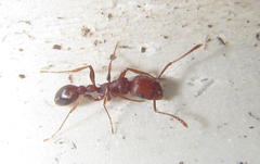 Tetramorium sericeiventre
