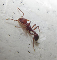 Tetramorium sericeiventre