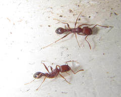 Tetramorium sericeiventre