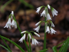 Allium triquetrum
