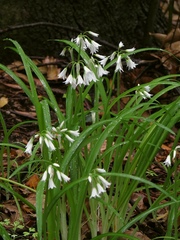 Allium triquetrum