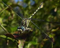 Paragomphus cognatus