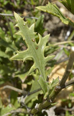 Senecio crassiusculus