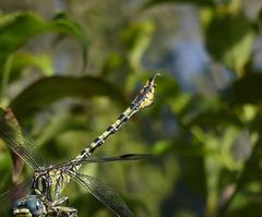 Paragomphus cognatus