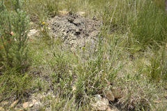 Senecio crassiusculus