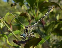 Paragomphus cognatus