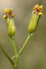 Senecio crassiusculus