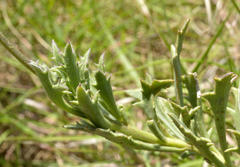 Senecio crassiusculus