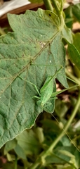 Orthoptera
