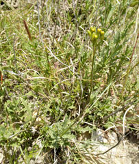 Senecio crassiusculus
