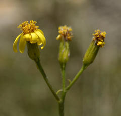 Senecio crassiusculus