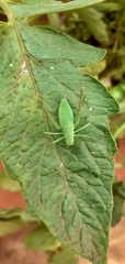 Orthoptera