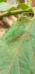 Orthoptera