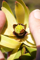 Leucadendron microcephalum