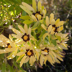 Leucadendron microcephalum