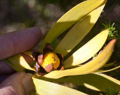 Leucadendron microcephalum