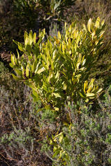 Leucadendron microcephalum