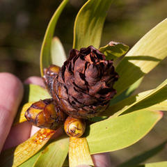 Leucadendron microcephalum
