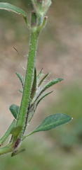 Isoglossa ciliata