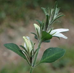 Isoglossa ciliata