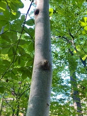 Magnolia tripetala