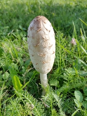 Coprinus comatus
