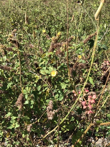 Malvastrum americanum