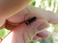 Oberea perspicillata