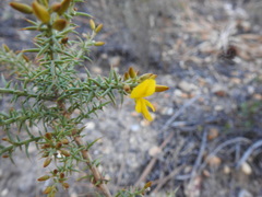 Ulex argenteus subsericeus