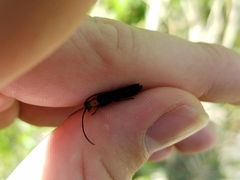 Oberea perspicillata