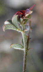 Indigofera sp7
