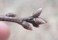Quercus × heterophylla