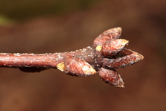 Quercus × heterophylla