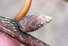 Quercus × heterophylla