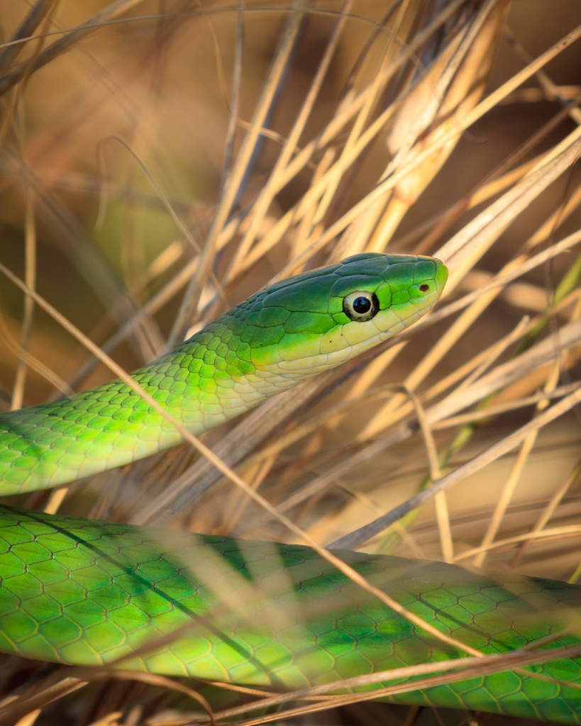 Greensnake