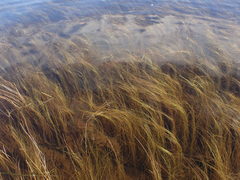 Schoenoplectus subterminalis