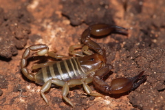 Euscorpius candiota