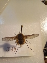 Bombylius minor